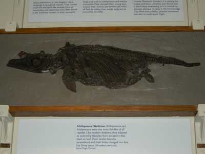 Icthyosaur-Dorchester.jpg